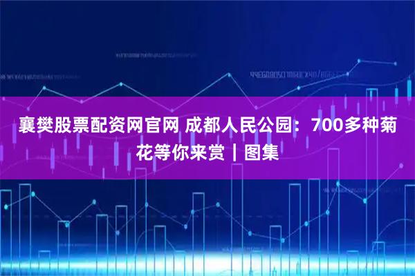 襄樊股票配资网官网 成都人民公园：700多种菊花等你来赏｜图集